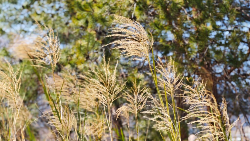 Xiaomi 17 Ultraで撮影【その他】